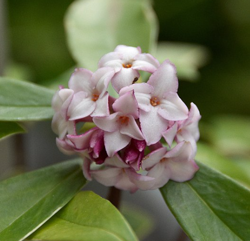 Daphne odora 'Aureomarginata'