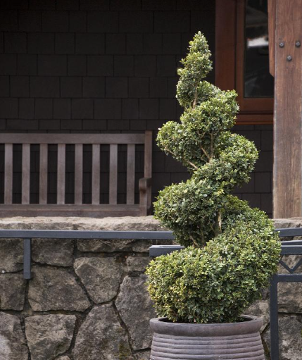 Buxus x 'Green Mountain'