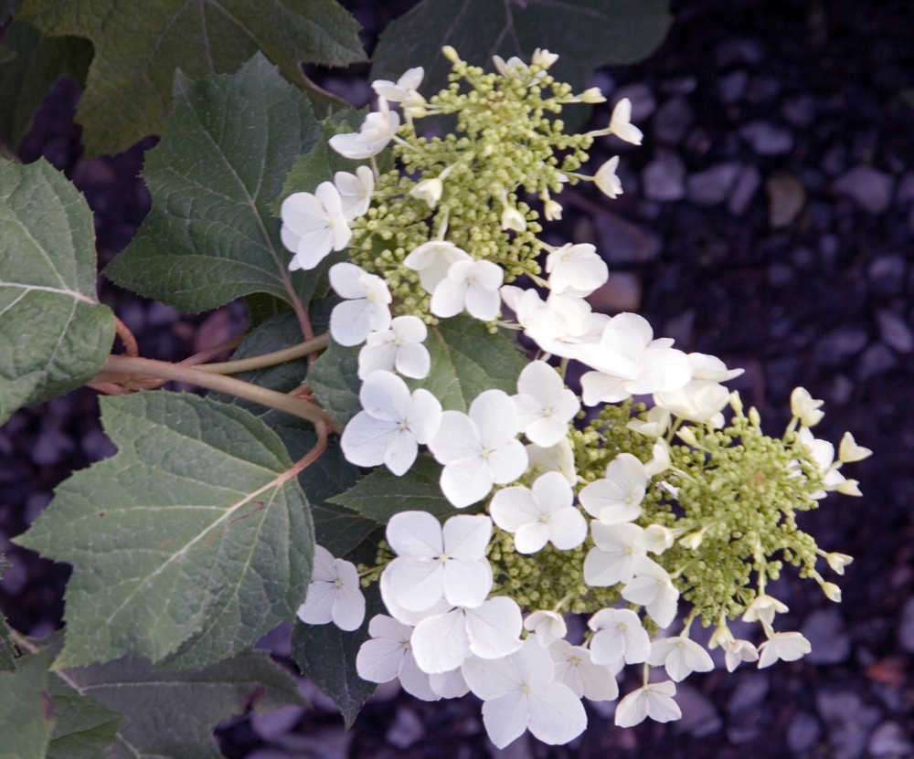 Hydrangea quercifolia 'Pee Wee'