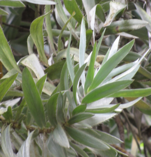 Leucadendron argenteum