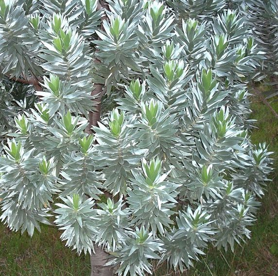 Leucadendron argenteum