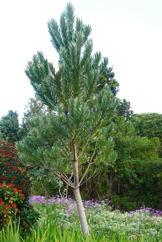 Leucadendron argenteum