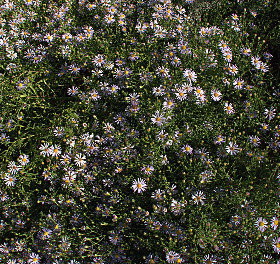 Symphyotrichum (Aster) chilensis