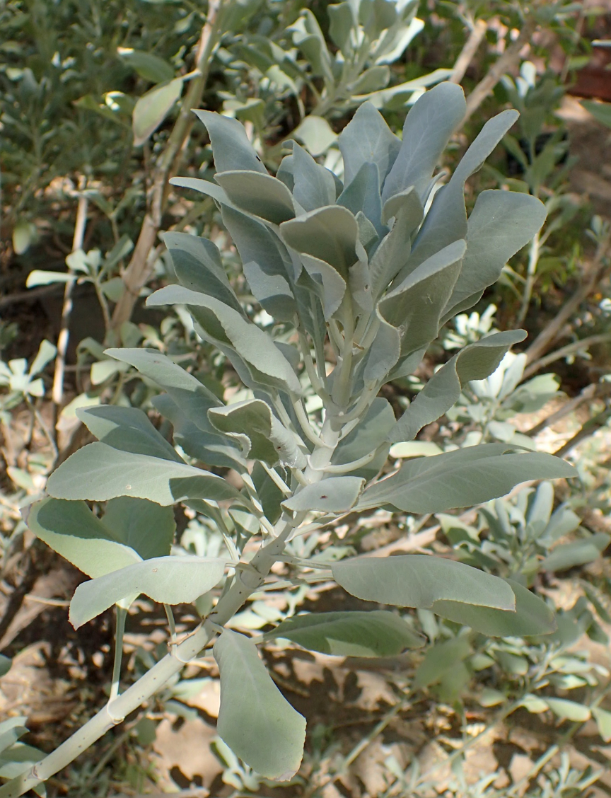 Salvia apiana