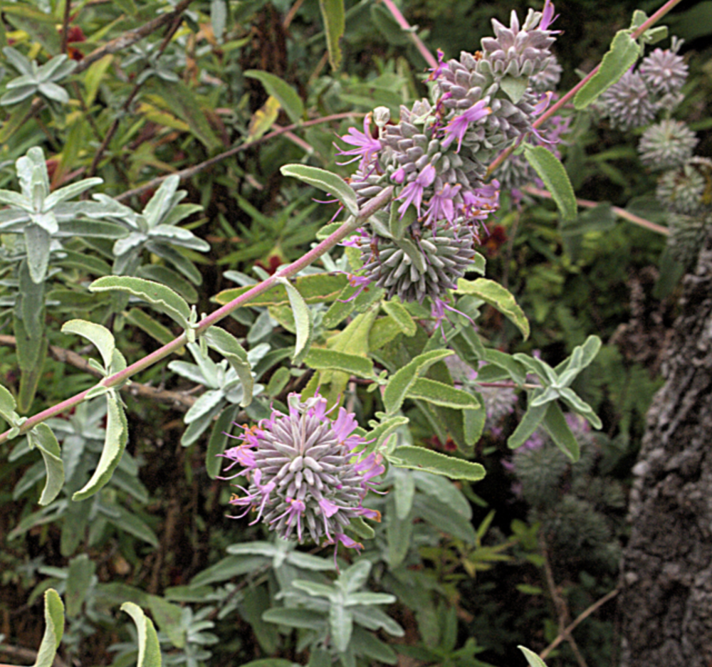 Salvia leucophylla