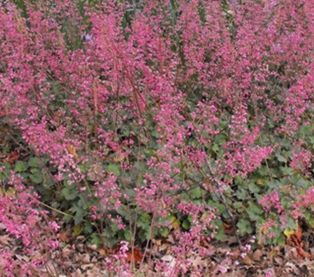 Heuchera 'Wendy'