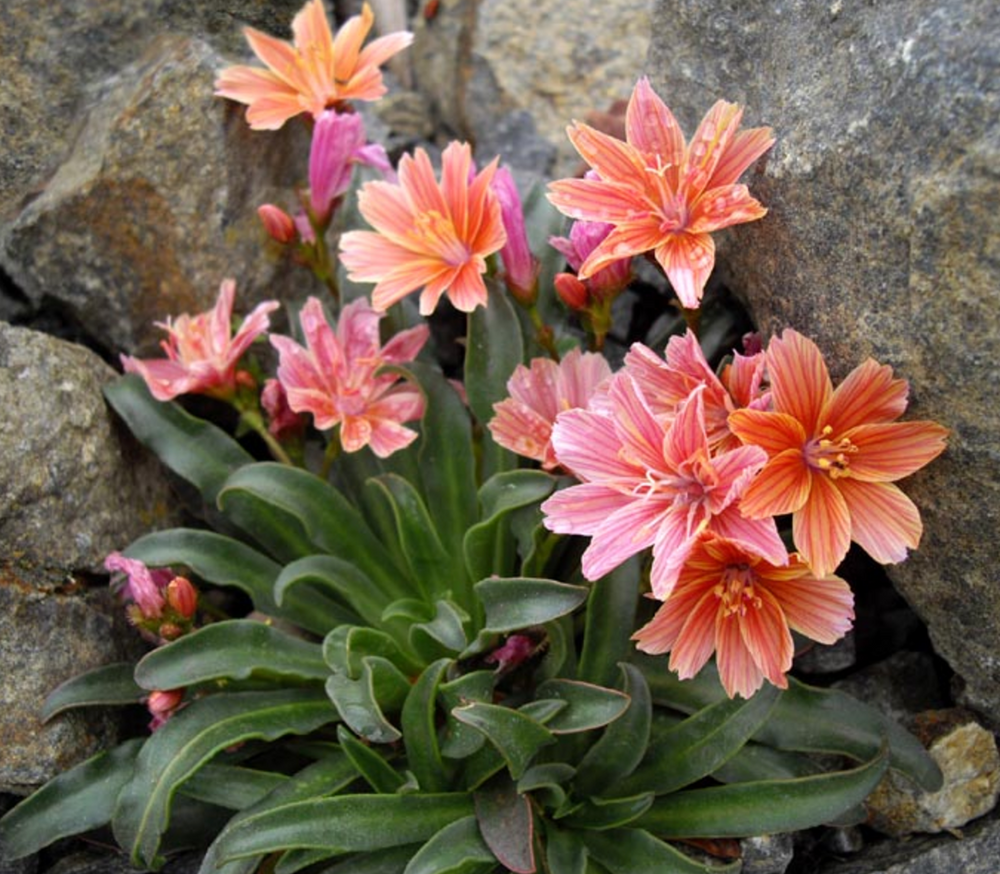 Lewisia longipetala ‘Little Plum’