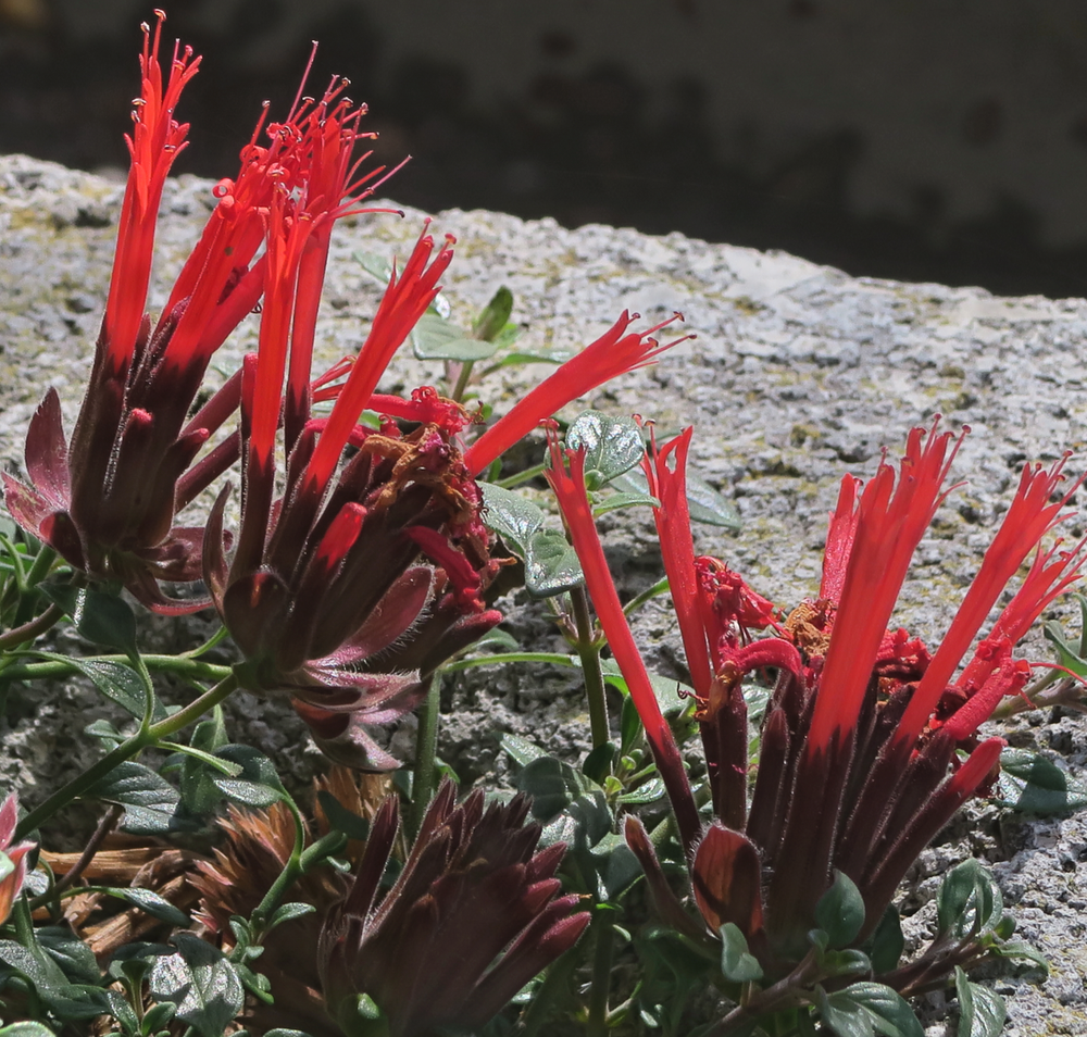 Monardella macrantha