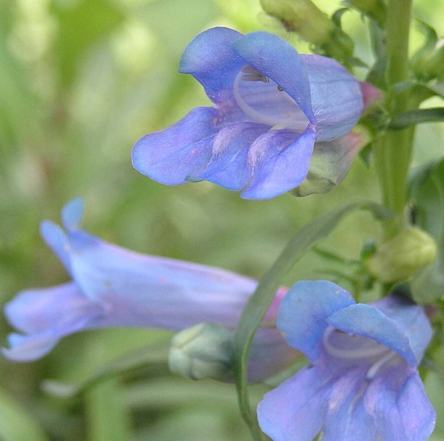 Penstemon heterophyllus 'Blue Springs'