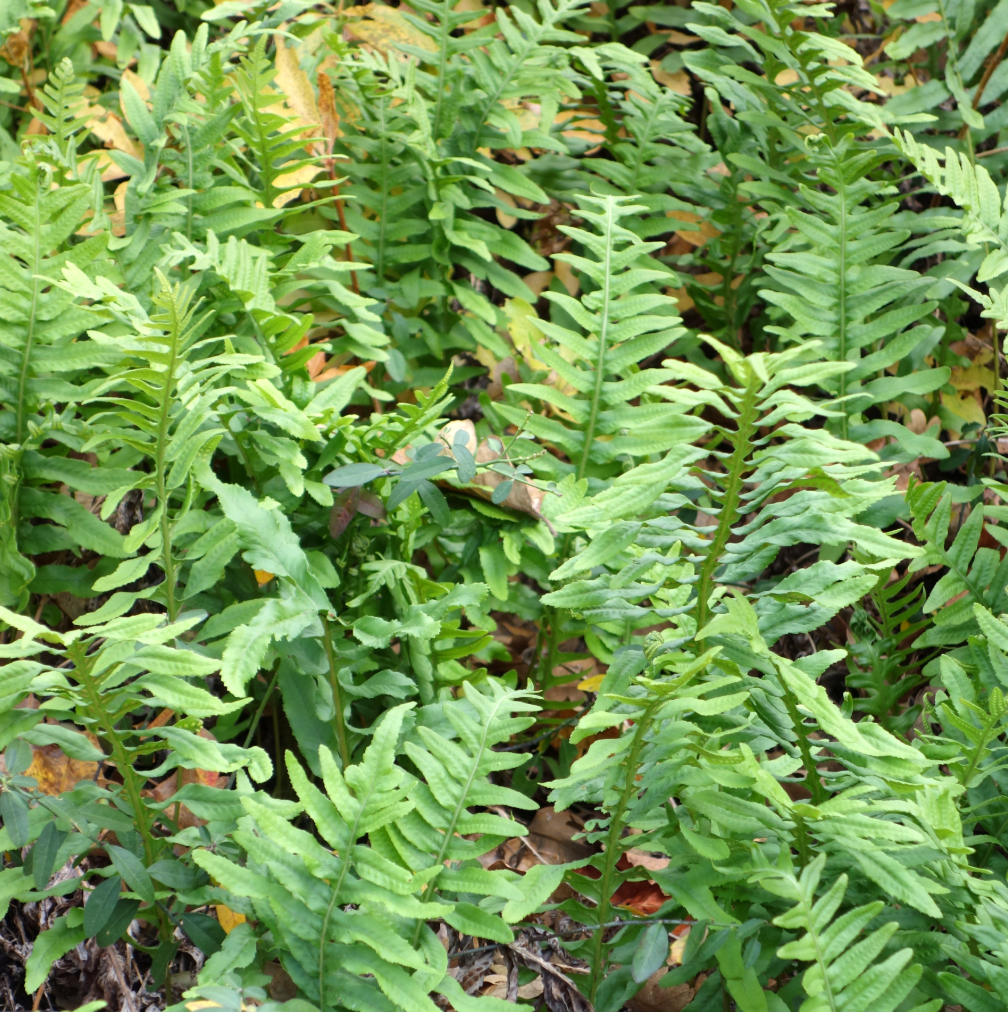 Polypodium glycyrrhiza