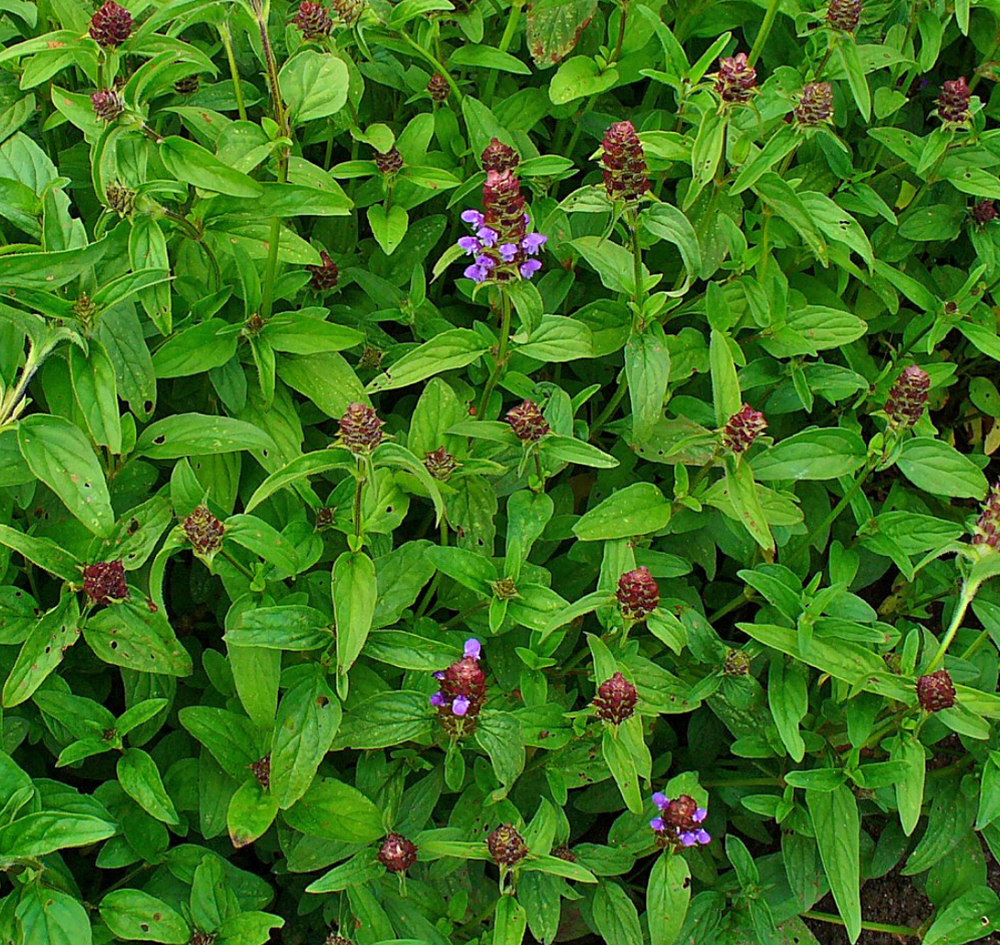 Prunella vulgaris