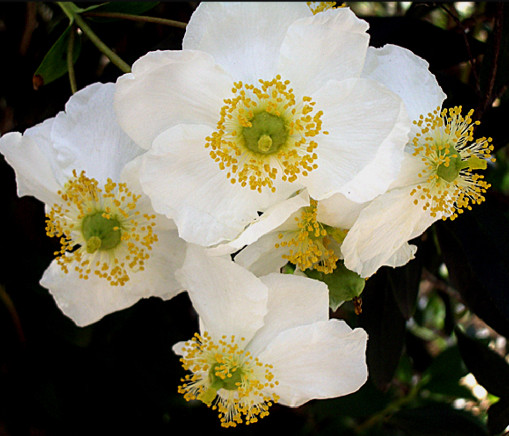 Carpenteria californica