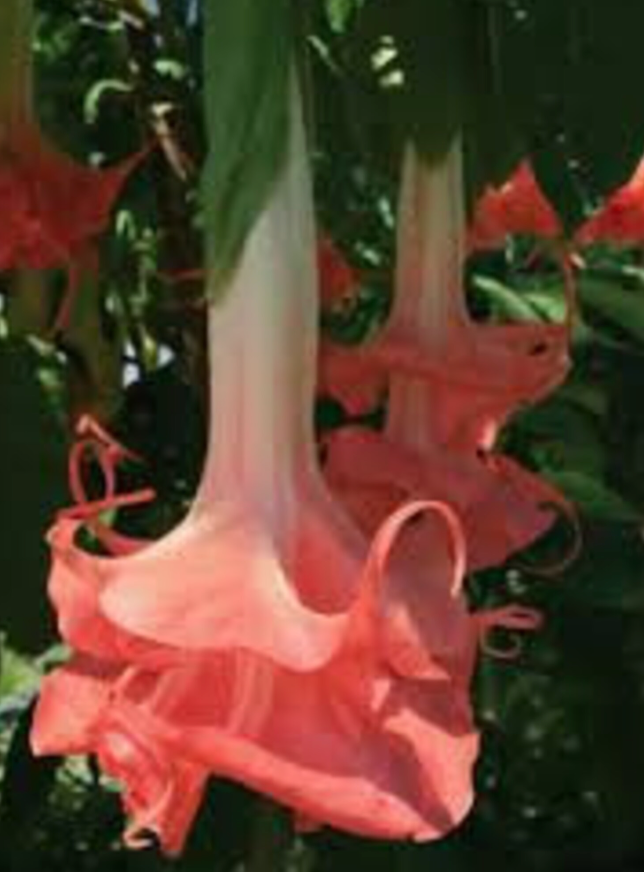 Brugmansia 'Audrey Lea'