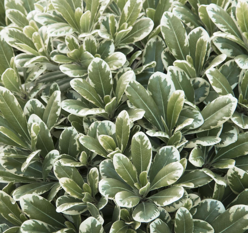 Pittosporum tobira 'Cream De Mint®'