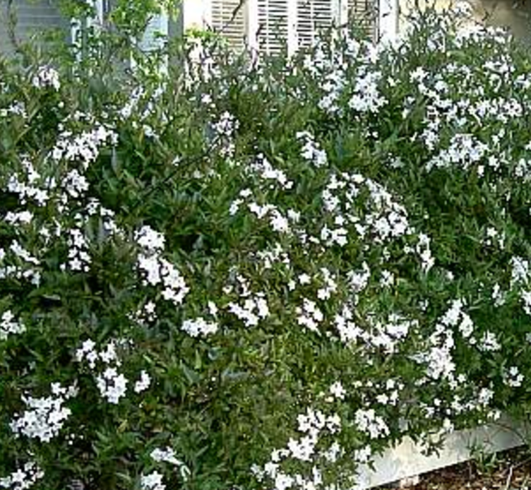 Solanum laxum