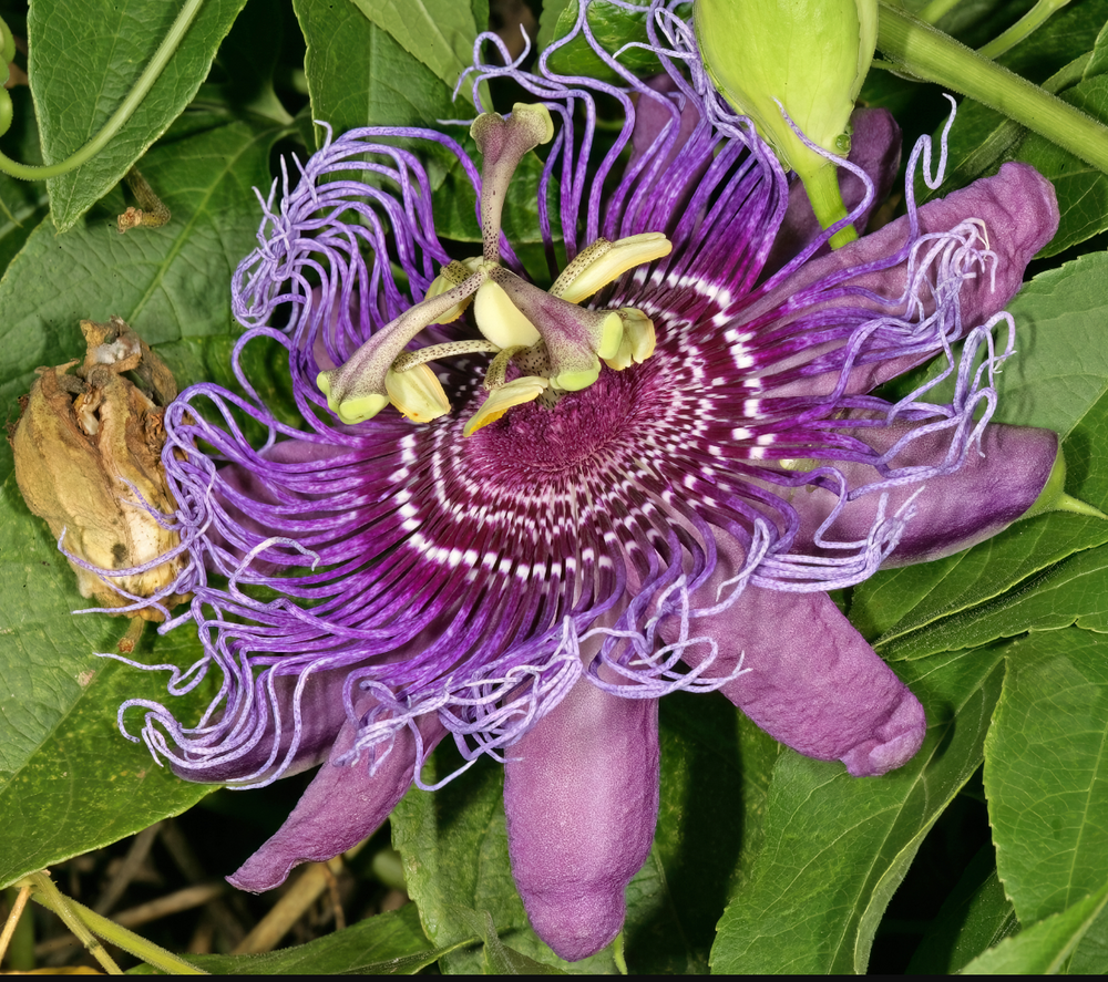 Passiflora 'Incense'