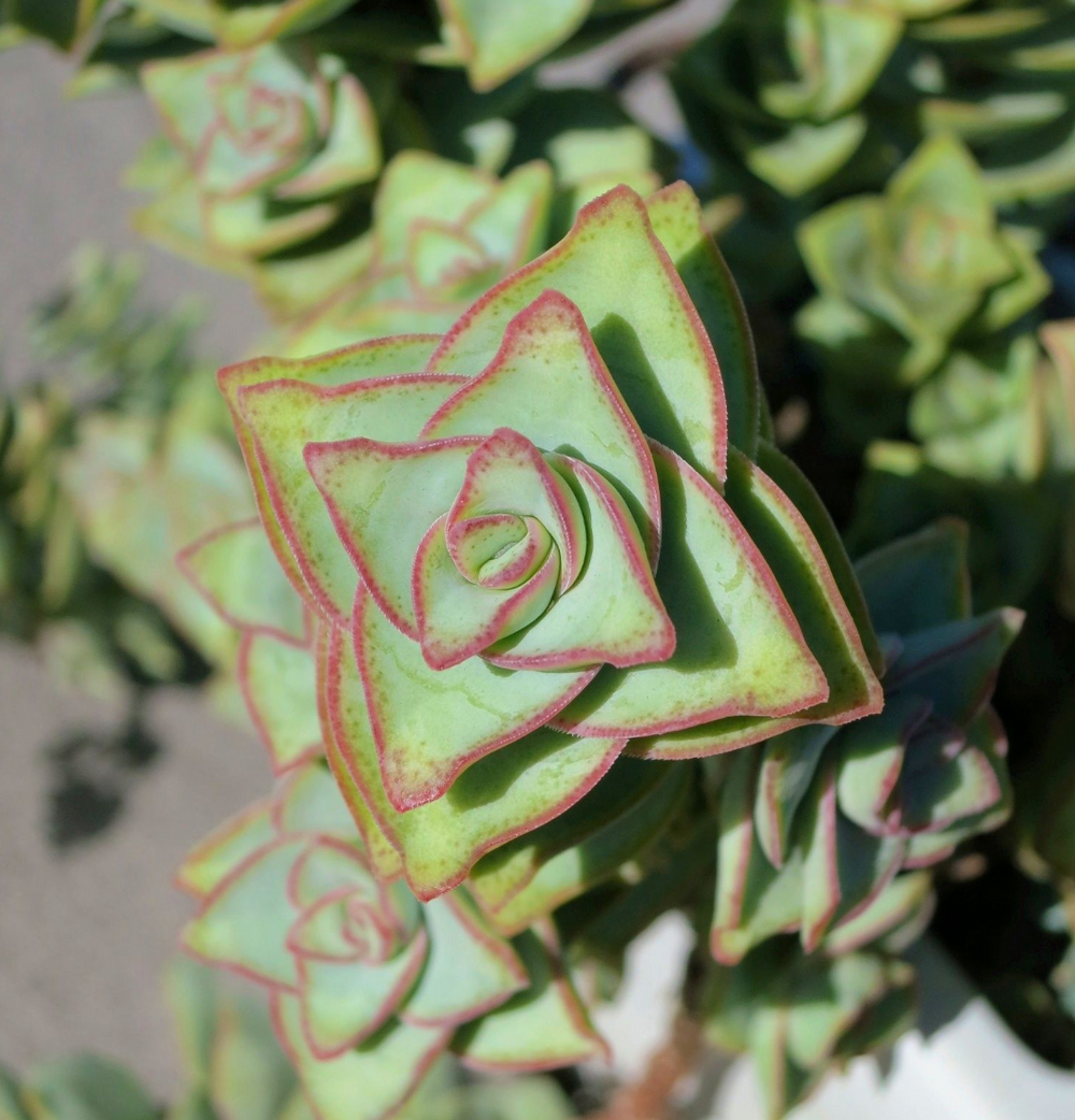 Crassula perforata