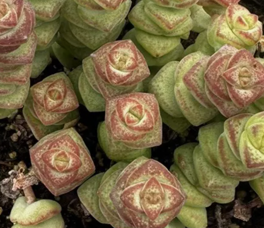 Crassula 'Baby's Necklace'