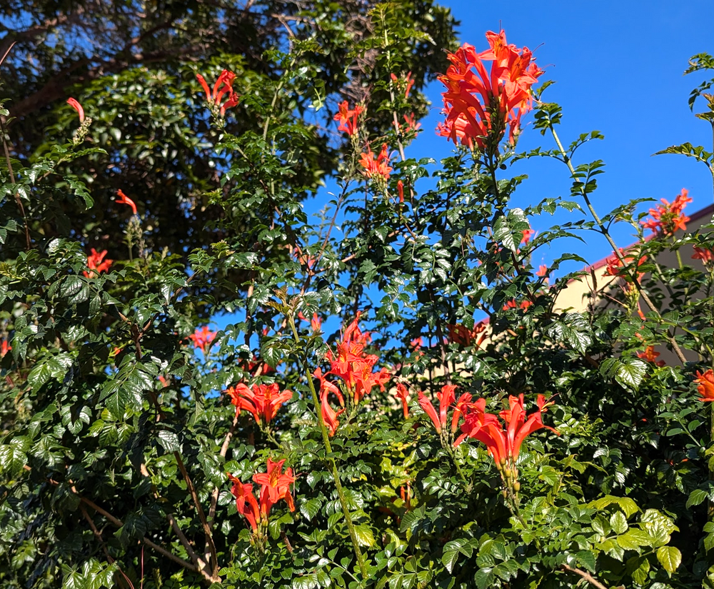 Tecomaria capensis