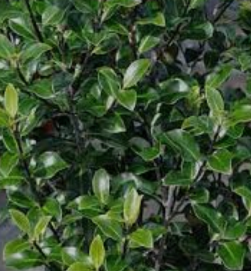 Pittosporum tenuifolium 'Gerd's Form'