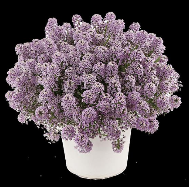 Lobularia (Alyssum) hybrida Stream Compact Violet