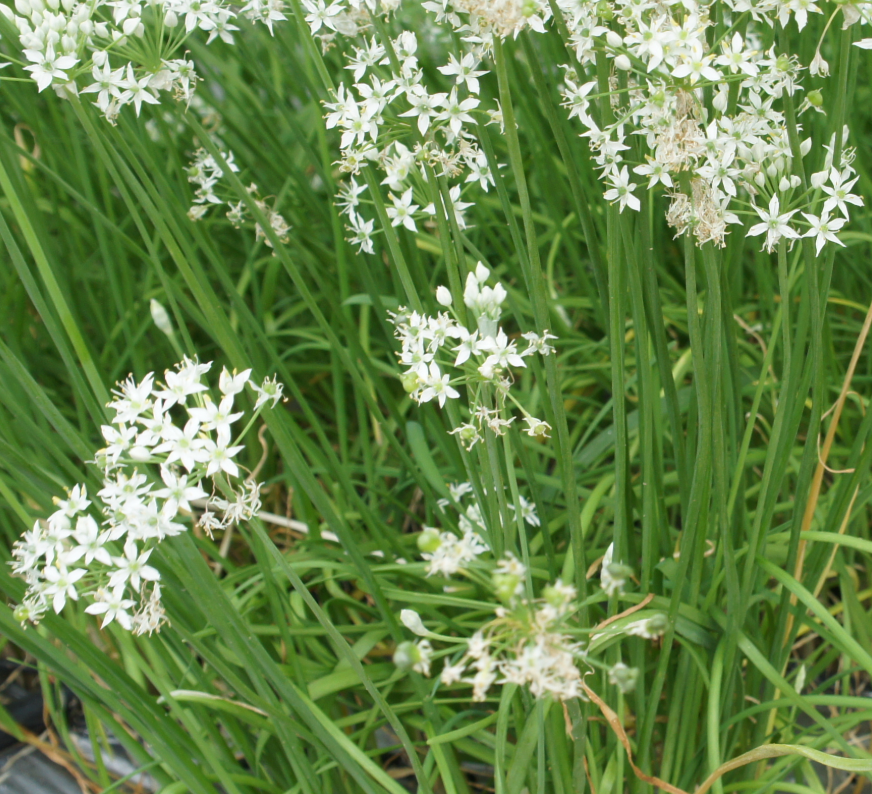 Chives, Garlic (Allium tuberosum)