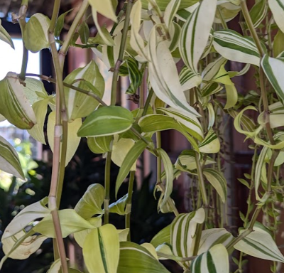 Tradescantia zebrina 'Creme'