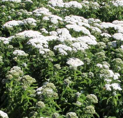 Achillea millefolium 'Lost Coast'