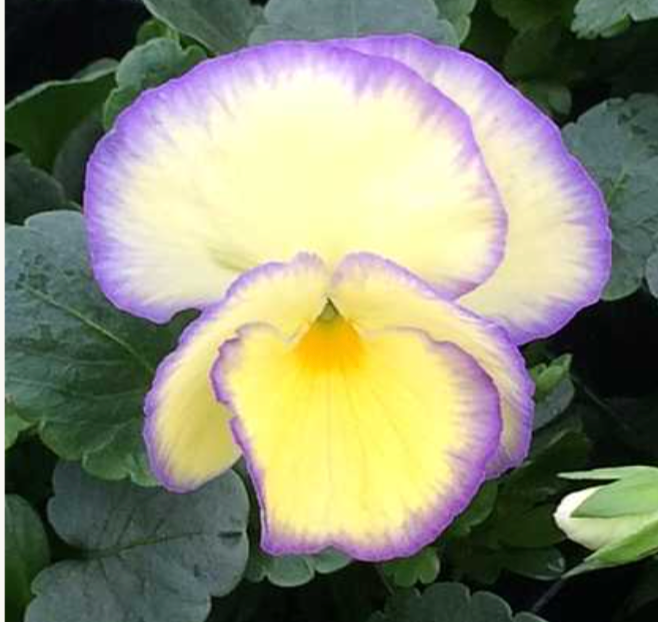 Viola 'Etain'