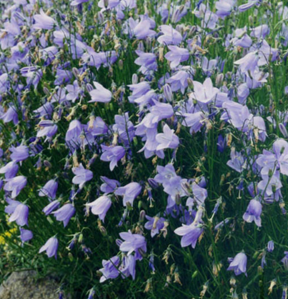 Campanula rotundifolia