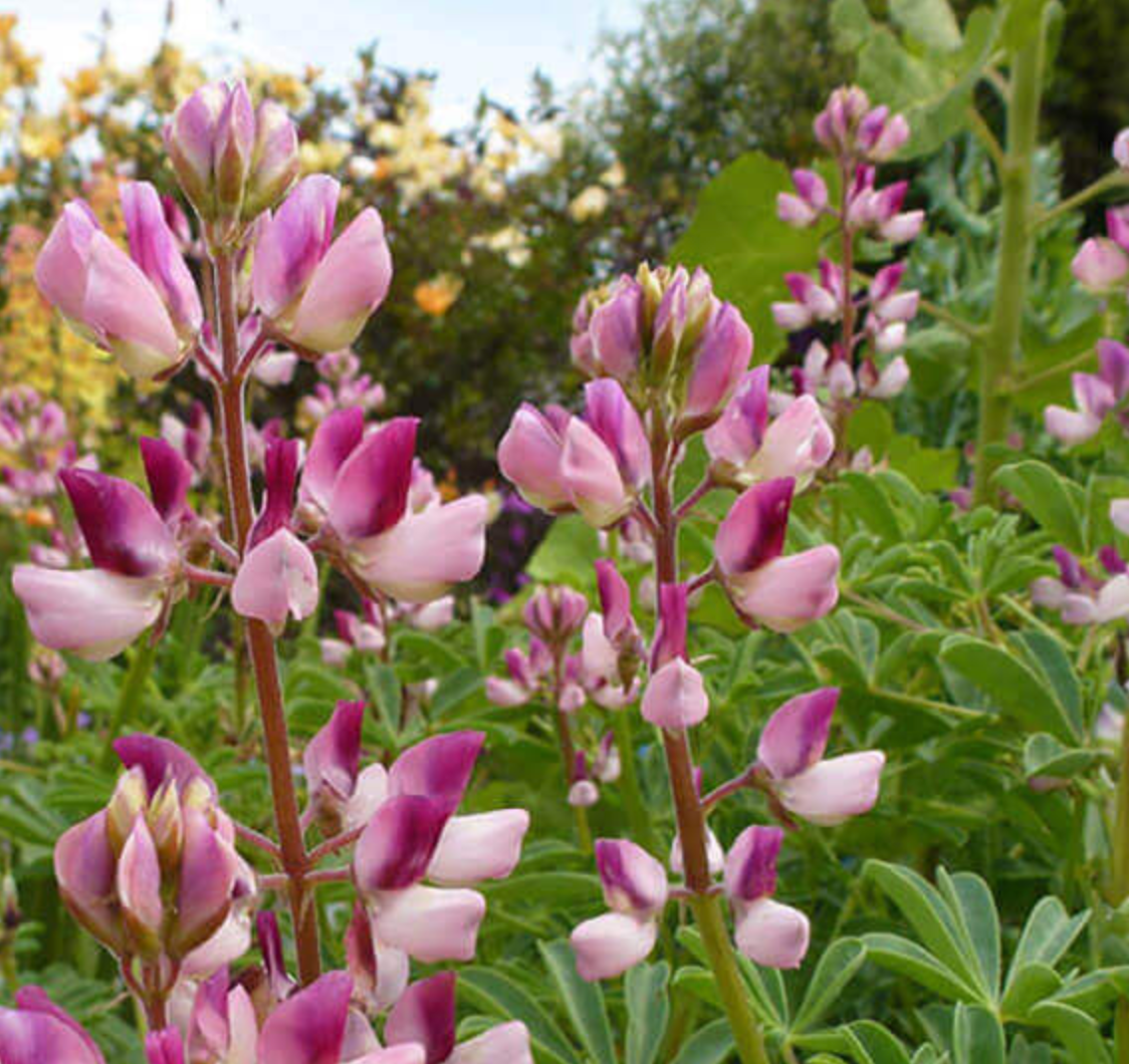 Lupinus succulentus 'Rodeo Rose'