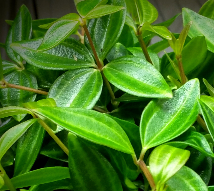 Peperomia Beetle (Peperomia angulata)