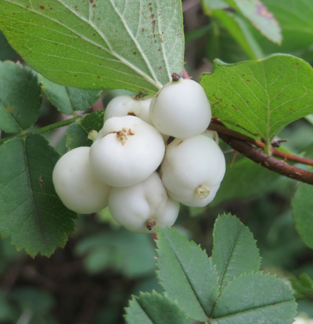 Symphoricarpos albus