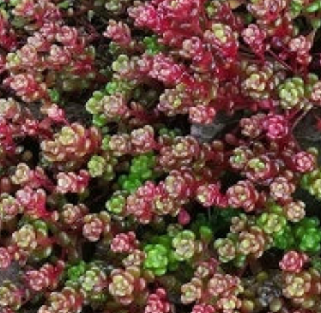 Sedum ochroleucum 'Red Wiggle'