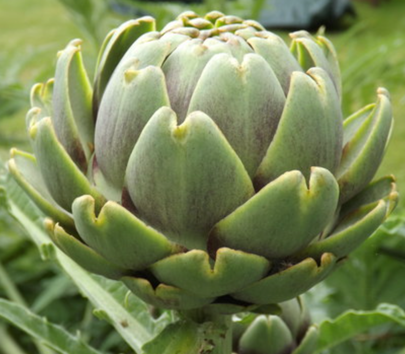 Artichoke 'Green Globe'