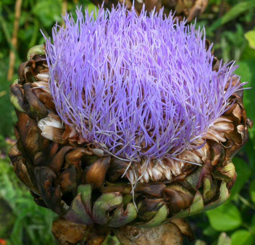 Artichoke 'Green Globe'