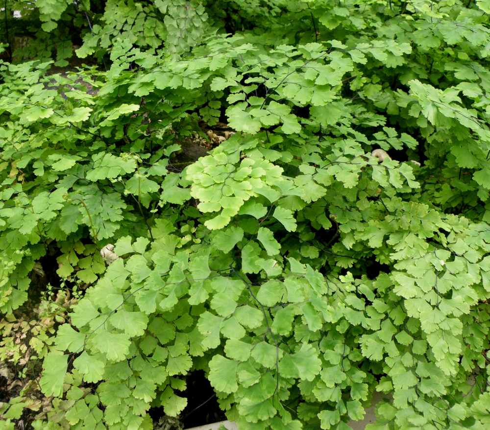 Adiantum capillus-veneris