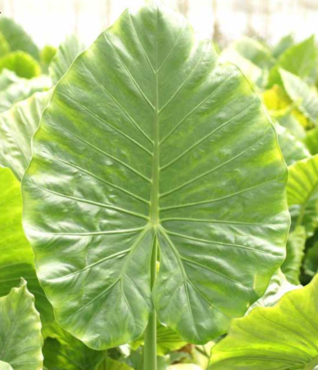 Alocasia gageana