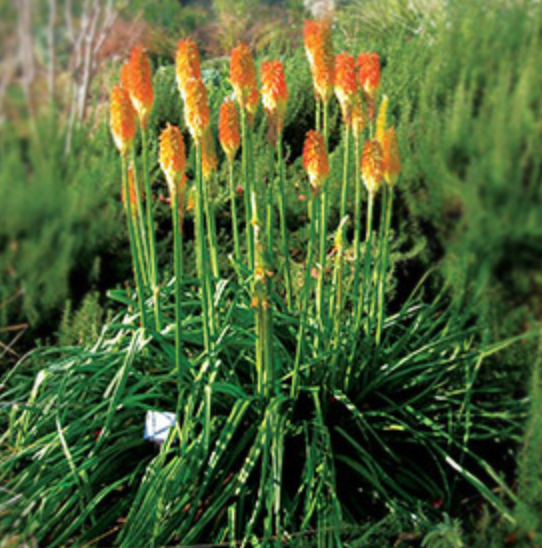 Kniphofia praecox 'Christmas Cheer'