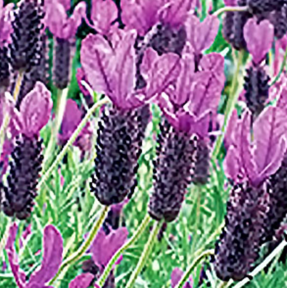 otto quast lavender plant Lavandula stoechas 'Otto Quast' (Spanish Lavender) – Heron's Head Nursery