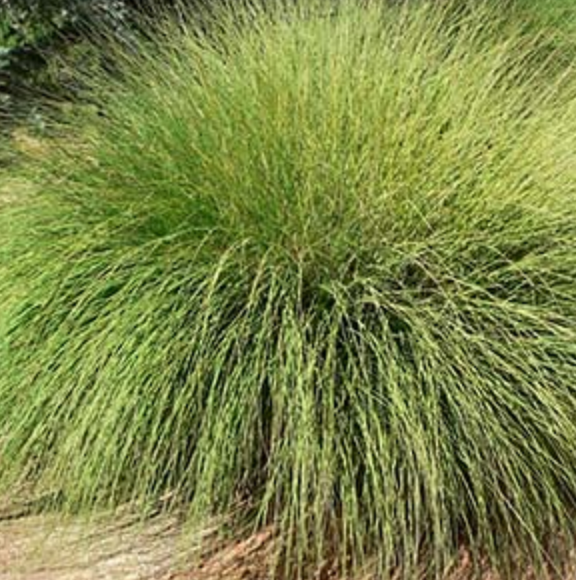 Muhlenbergia rigens