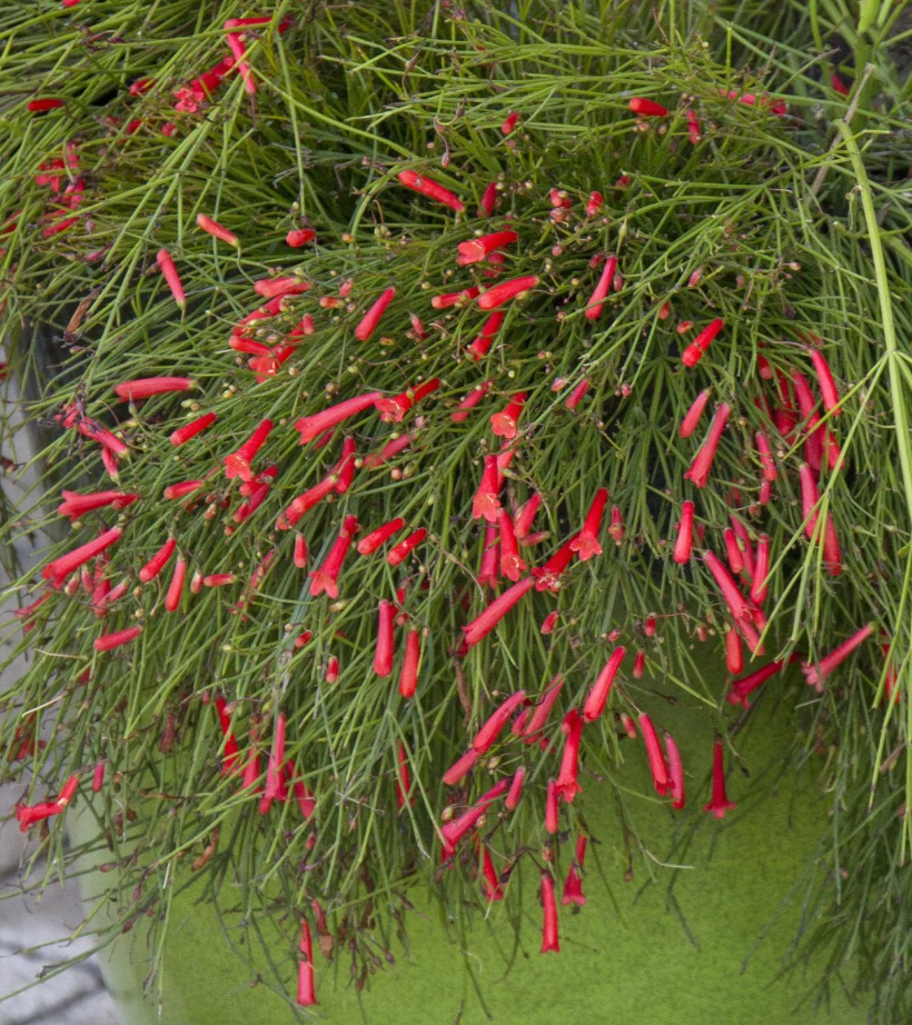 Russelia equisetiformis 'St. Elmo's Fire'