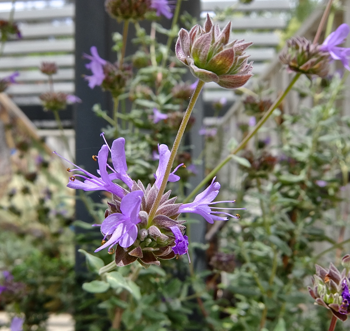 Salvia Splendens Alta - I Migliori Semi Da Fiore Su - Foto 5