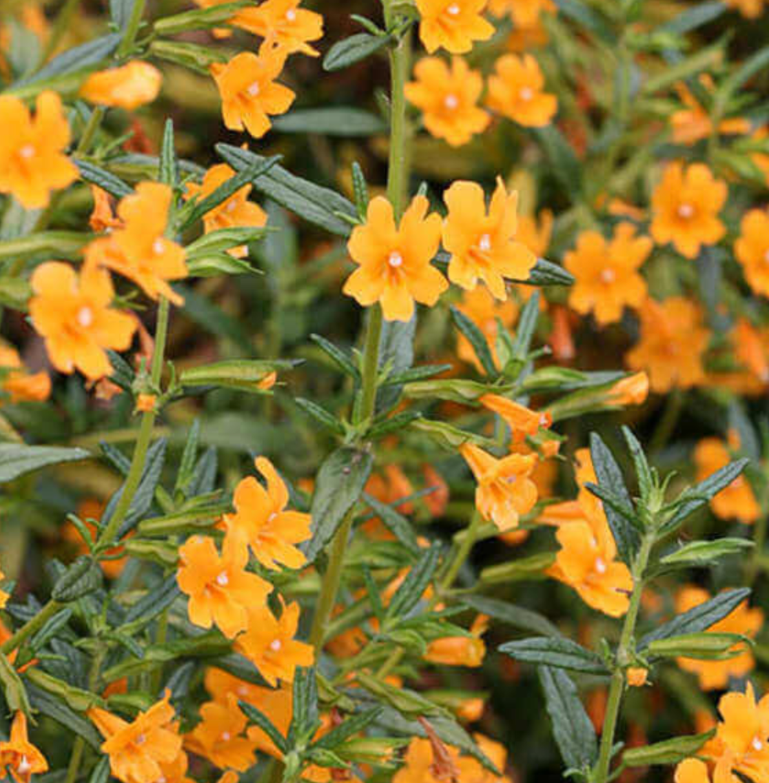 Mimulus (Diplacus) aurantiacus 'Point Molate Form'