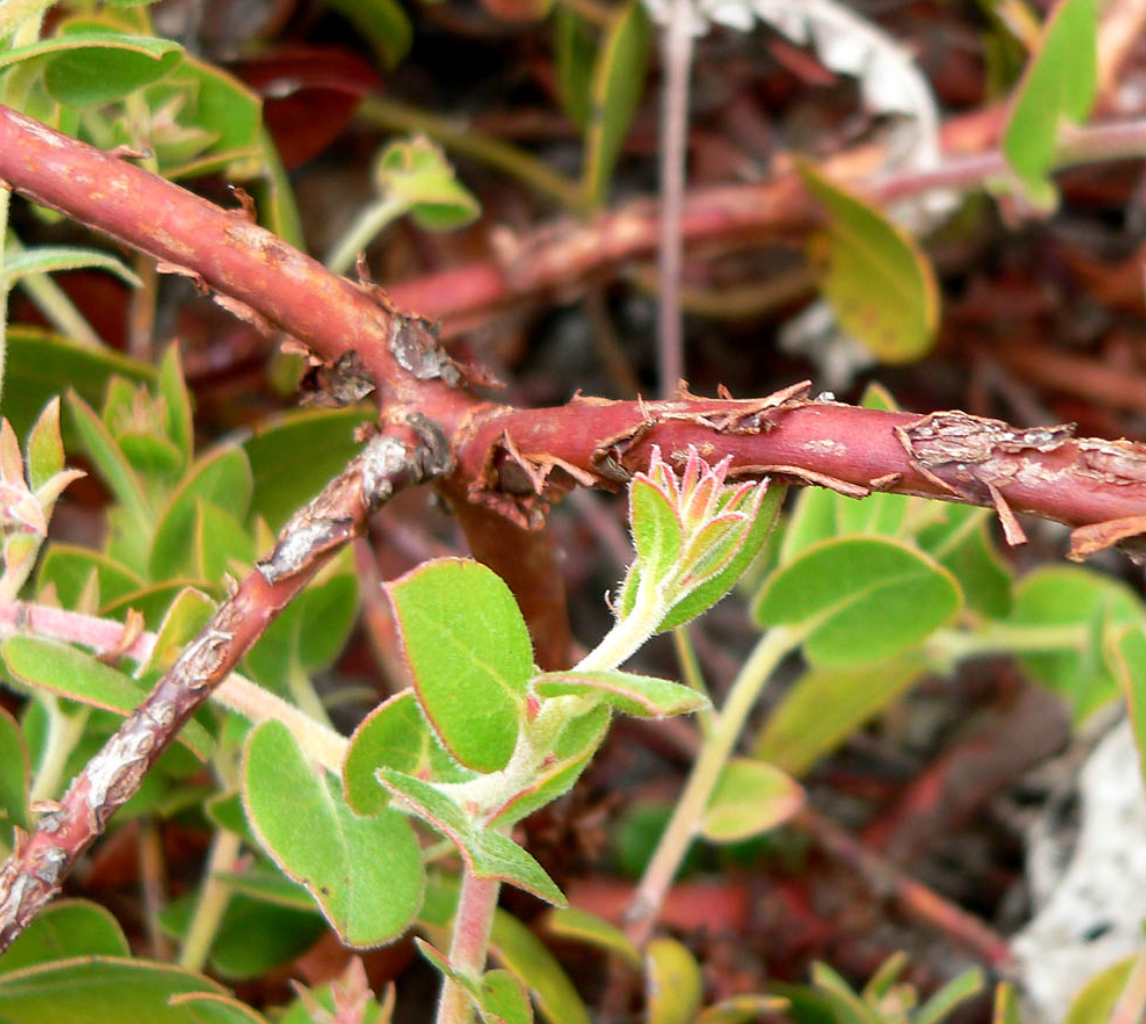 Arctostaphylos cruzensis