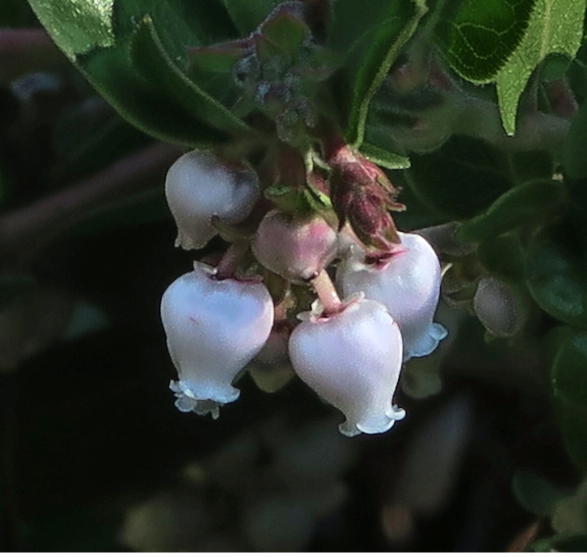 Arctostaphylos cruzensis