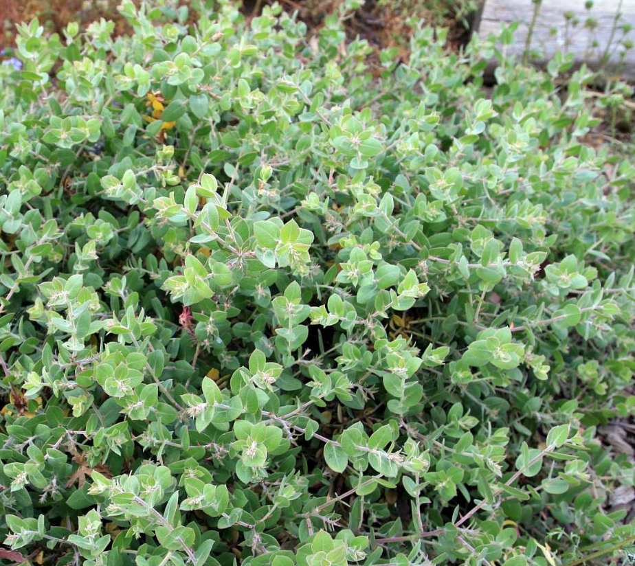 Arctostaphylos cruzensis