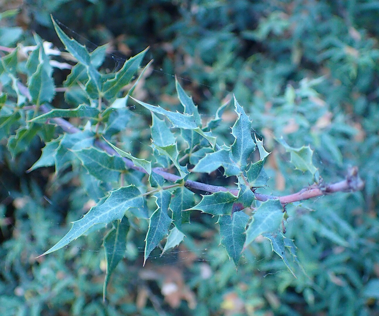 Berberis  (Mahonia) nevinii