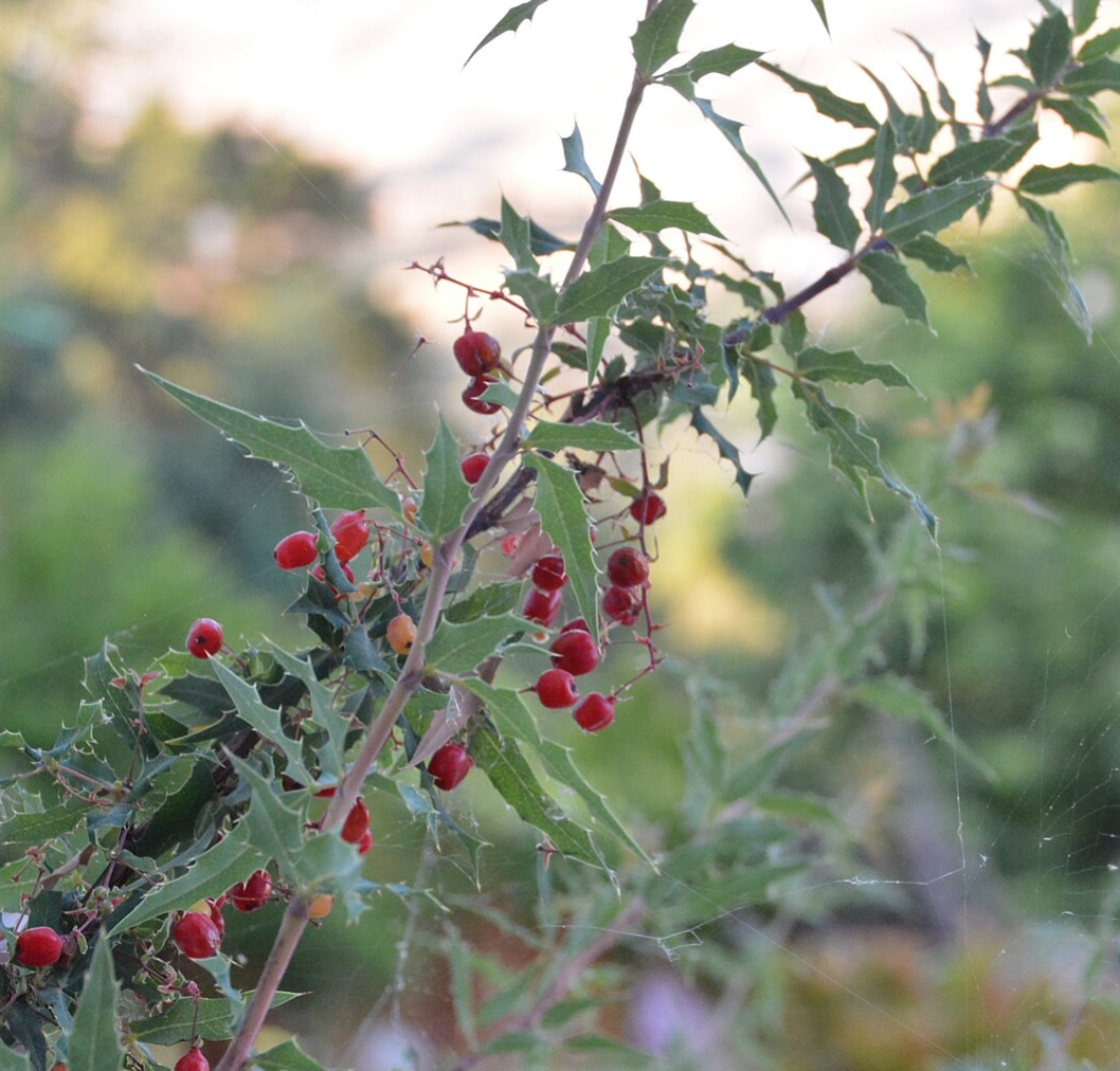 Berberis  (Mahonia) nevinii
