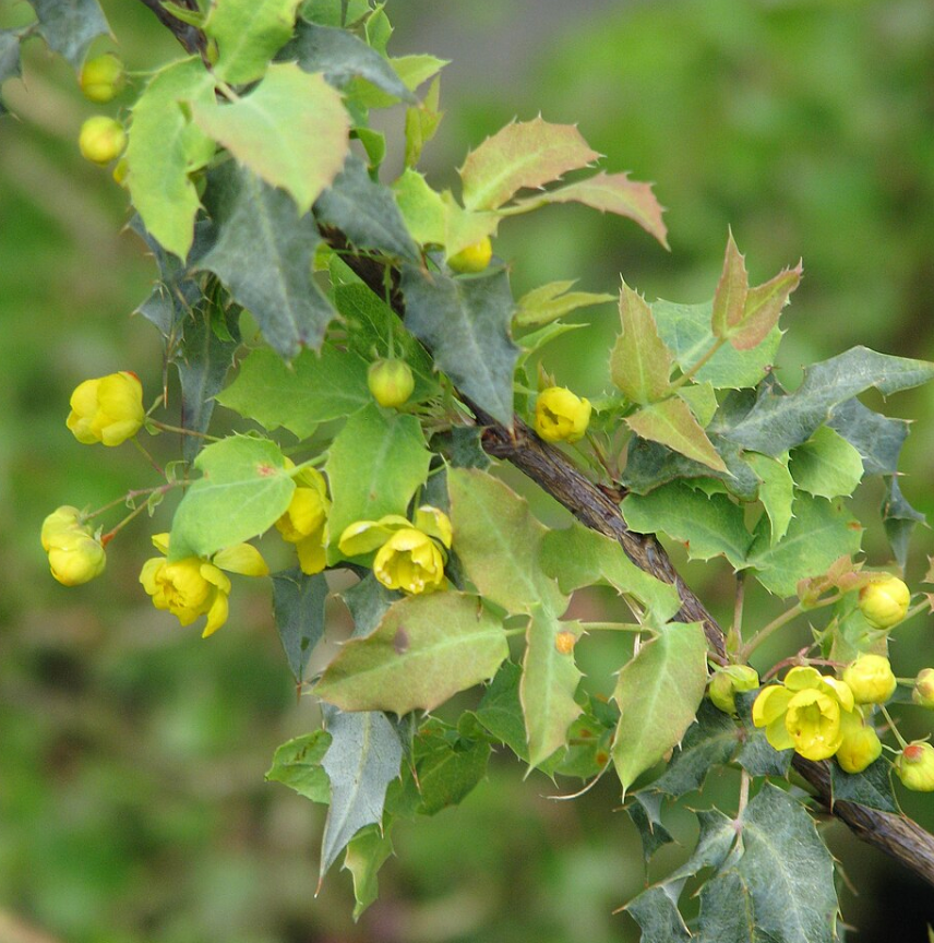 Berberis  (Mahonia) nevinii